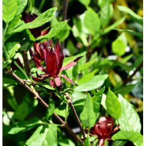Kalikant floridský (Calycanthus floridus) - výška 20-40 cm, kont. C3L